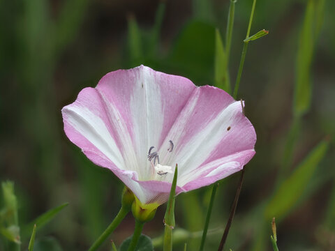 Acker-Winde (Convolvulus arvensis)