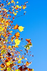 leaves of autumn trees taken from below with blue sky