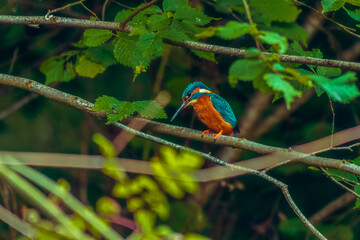 King Fisher
