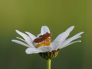 Gottesanbeterinnen-Wanze oder Teufelchen (Phymata crassipes)