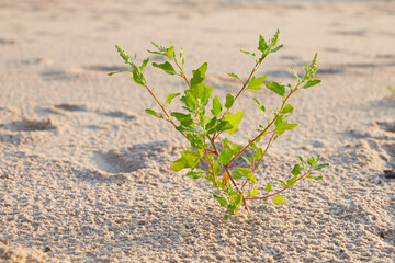 rośliny na piachu-susza