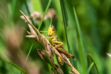 Grashüpfer auf einem Grashalm 