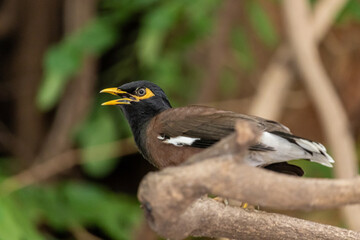 Myna bird sits on a tree branch.