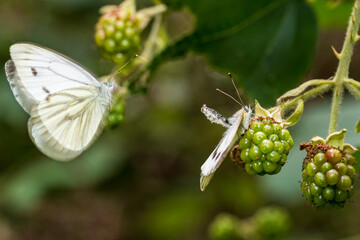 Schmetterlinge bei der Paarung