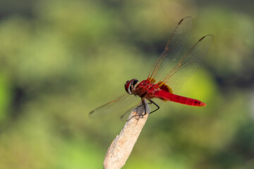 Closeup of beautiful dragonfly sitting on a tree branch in sunlight