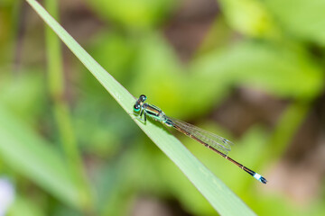 Closeup of beautiful dragonfly sitting on the leaf in sunlight