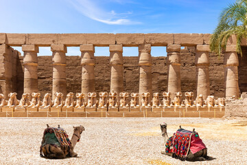 Avenue of Ram-Sphinxes watching by camels, Karnak Temple, Luxor, Egypt