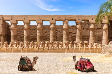 Foto op Plexiglas Avenue of Ram-Sphinxes watching by camels, Karnak Temple, Luxor, Egypt © AlexAnton