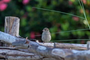 Eurasian Tree Sparrow sits on a tree branch, background.