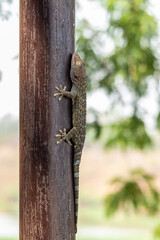 Gecko or Tropical Asian geckos (Gecko gecko) on the iron tube.