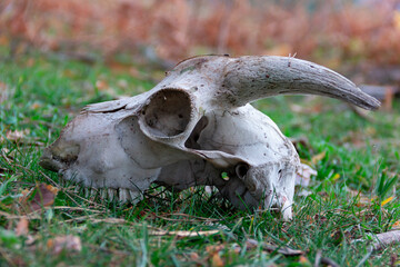 Goat skull on the ground.