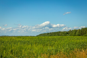 Green grass field and blue sky with beautiful clouds