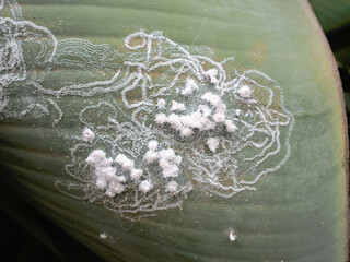  Pronounced network with wax ducts, wax threads and glandular deposits from whiteflies, from the...