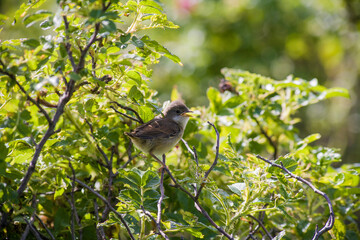 bird sitting on a tree branch