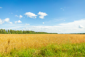 Wheat field, oblique strip of green forest in the distance and blue sky with clouds
