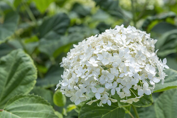 Flowering of the white Hydrangea Paniculata in the city park