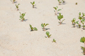 rośliny na piachu-susza