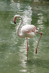 beautiful pink flamingos with beak and loose wings