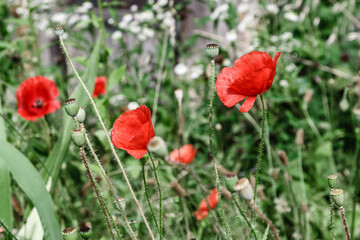 wonderful red poppies in green grass