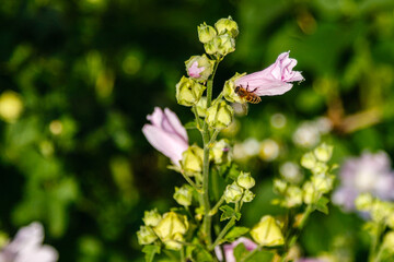 pink field colors with droplets and a stove collecting pollen