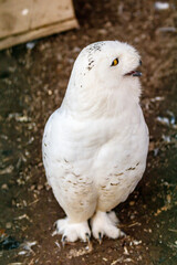 beautiful white owl with yellow eyes and beak