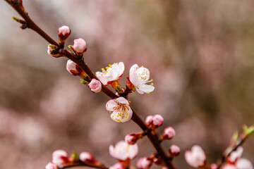 beautifully flowering cherry branches on which the bees sit