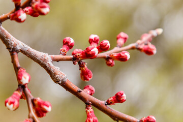 beautifully flowering cherry branches on which the bees sit