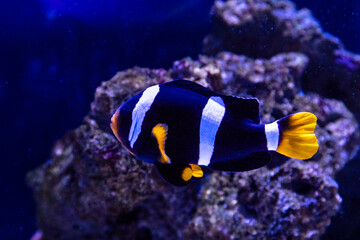 Fototapeta na wymiar three - band anemonefish