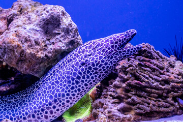 leopard moray eel fish - obrazy, fototapety, plakaty