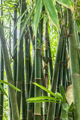 Fototapeta premium bamboo forest background