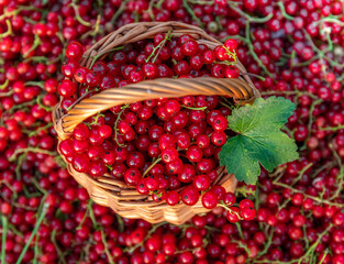 Ripe berries of red currant with grass background