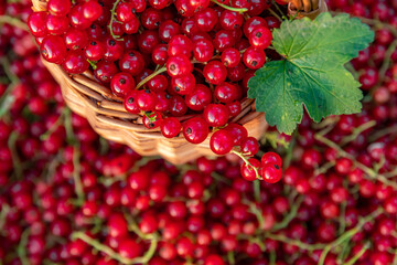 Ripe berries of red currant with grass background