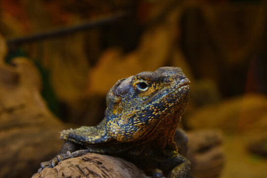 Varane sits on a rock close-up in the park.