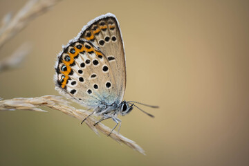 amazing beautiful butterfly, incredible wildlife, summer day