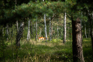 sika deer in a picturesque location, incredible wildlife