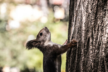 Brown Squirrel on a Tree