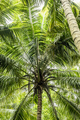 Fototapeta premium palm tree leaves