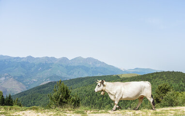 Fototapeta na wymiar vache montagne Pyrénées Ariège Plateau de Beille France agriculture viande lait