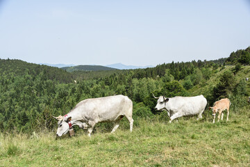Obraz na płótnie Canvas vache montagne Pyrénées Ariège Plateau de Beille France agriculture viande lait