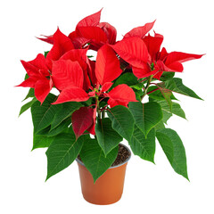 Poinsettia, Christmas flower in pot, isolated on white background, clipping path, full depth of field