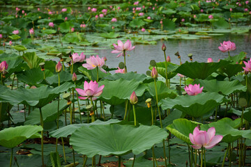 Nut-bearing lotus (Latin: Nelumbo nucifera) is a species of perennial herbaceous amphibian plants in the Lotus family (Nelumbonaceae). 