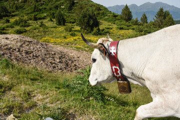 Fototapeta na wymiar vache montagne Pyrénées Ariège Plateau de Beille France agriculture viande lait