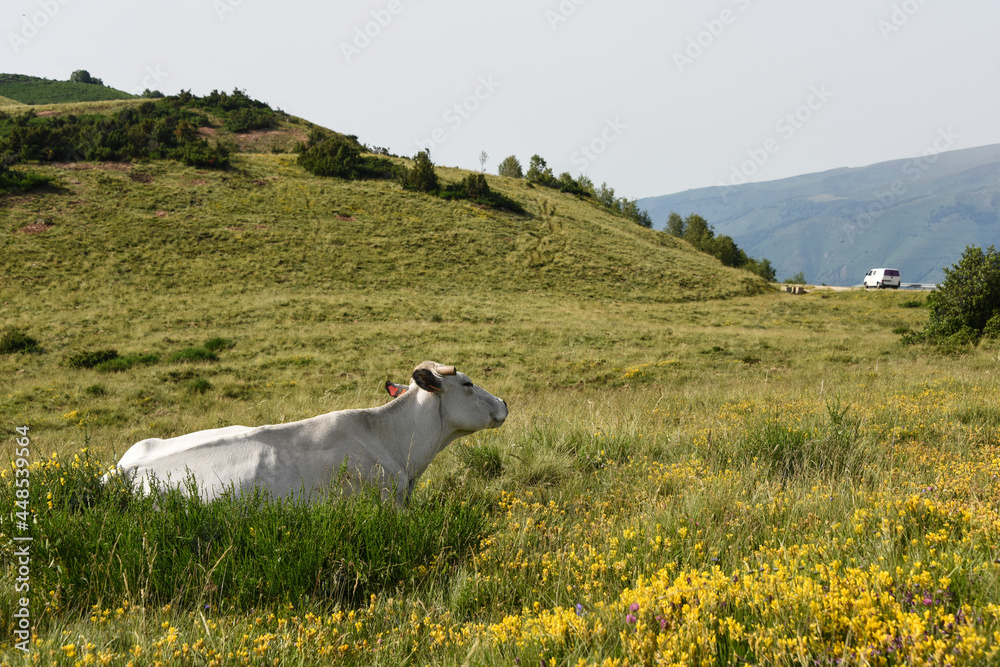 Canvas Prints vache montagne pyrénées ariège plateau de beille france agriculture viande lait