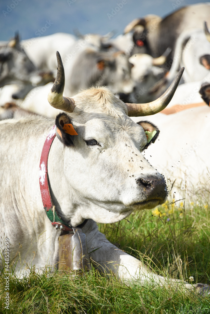 Canvas Prints vache montagne pyrénées ariège plateau de beille france agriculture viande lait