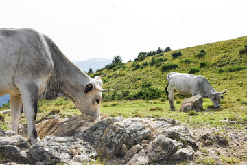 vache montagne Pyrénées Ariège Plateau de Beille France agriculture viande lait