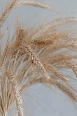 Rye grain. Whole, barley, harvest wheat sprouts. Rich harvest Concept.