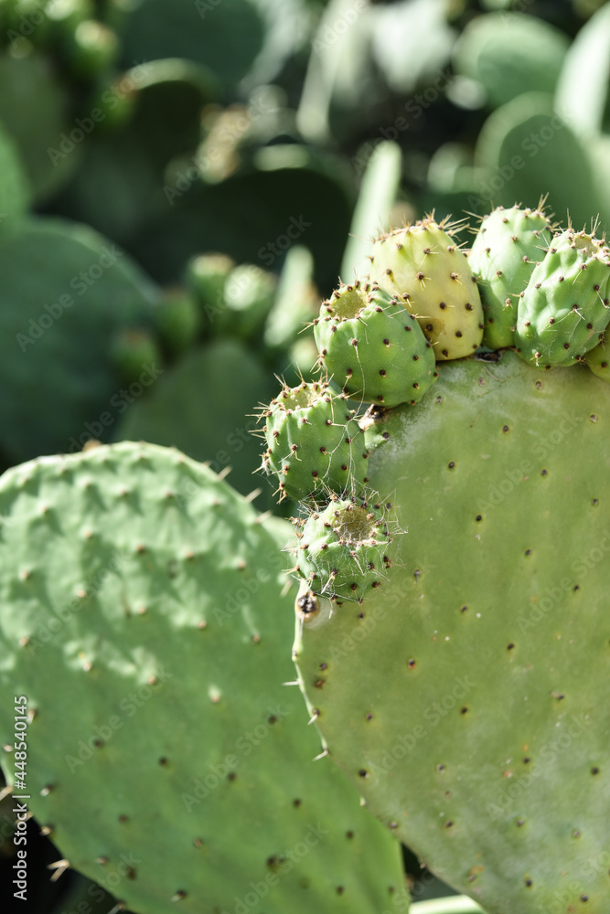 Poster cactus epines