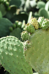 cactus epines