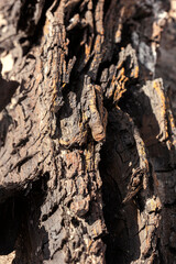 Old weathered tree on the beaches on a sunny day