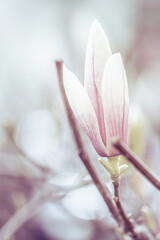 Blumen auf Feld  © Pears Glafey
